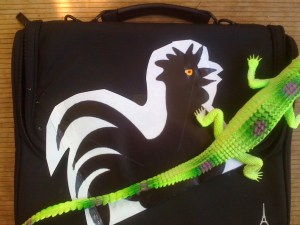 a rare sighting of the Roosterbag