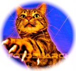 tabby-cat-paw_~413046