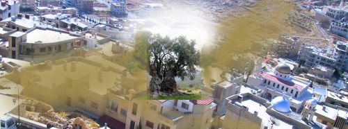 Ghost of the olive tree,Palestine