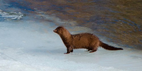 Wyoming River Otterstanding on the icy creek