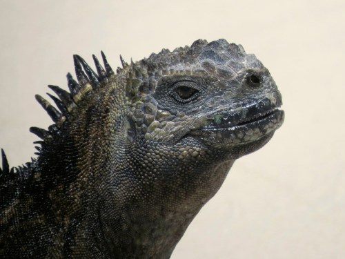 Galapagos Iguana