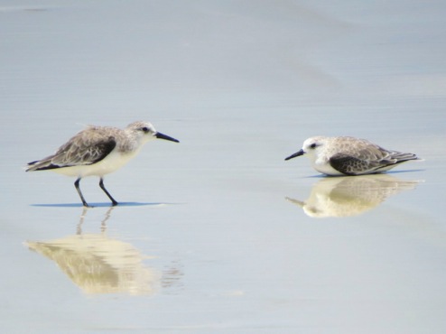 picture perfect birds by Shabda!