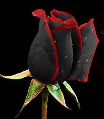 black rose from Turkey