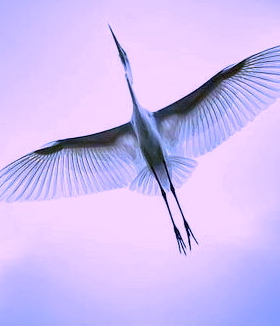 bird in flight