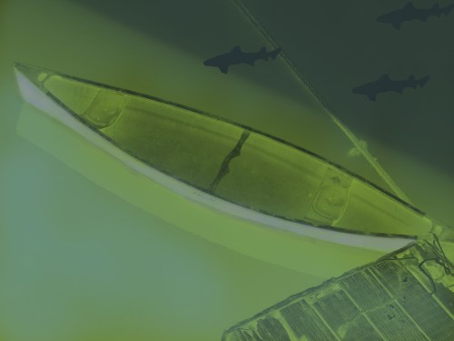 green boat and sharks2