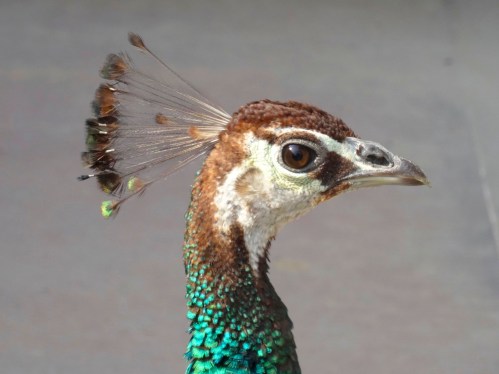 Peacock in the courtyard of Ghalib! photo by Shabda
