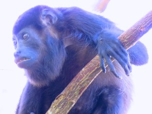 IMG_0351 - Version 2