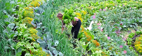 Amazing garden! - Version 2